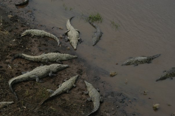 tarcoles crocodiles